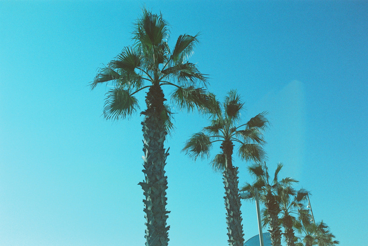 dubblefilm Pacific 400 Color Film (35mm Roll Film, 36 Exposures)