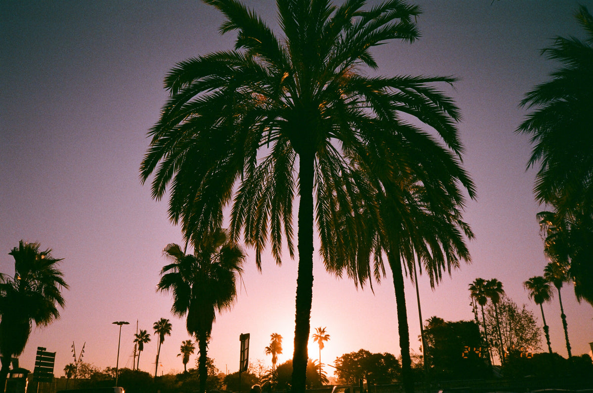 dubblefilm Bubblegum 400 Color Film (36 Exposures)
