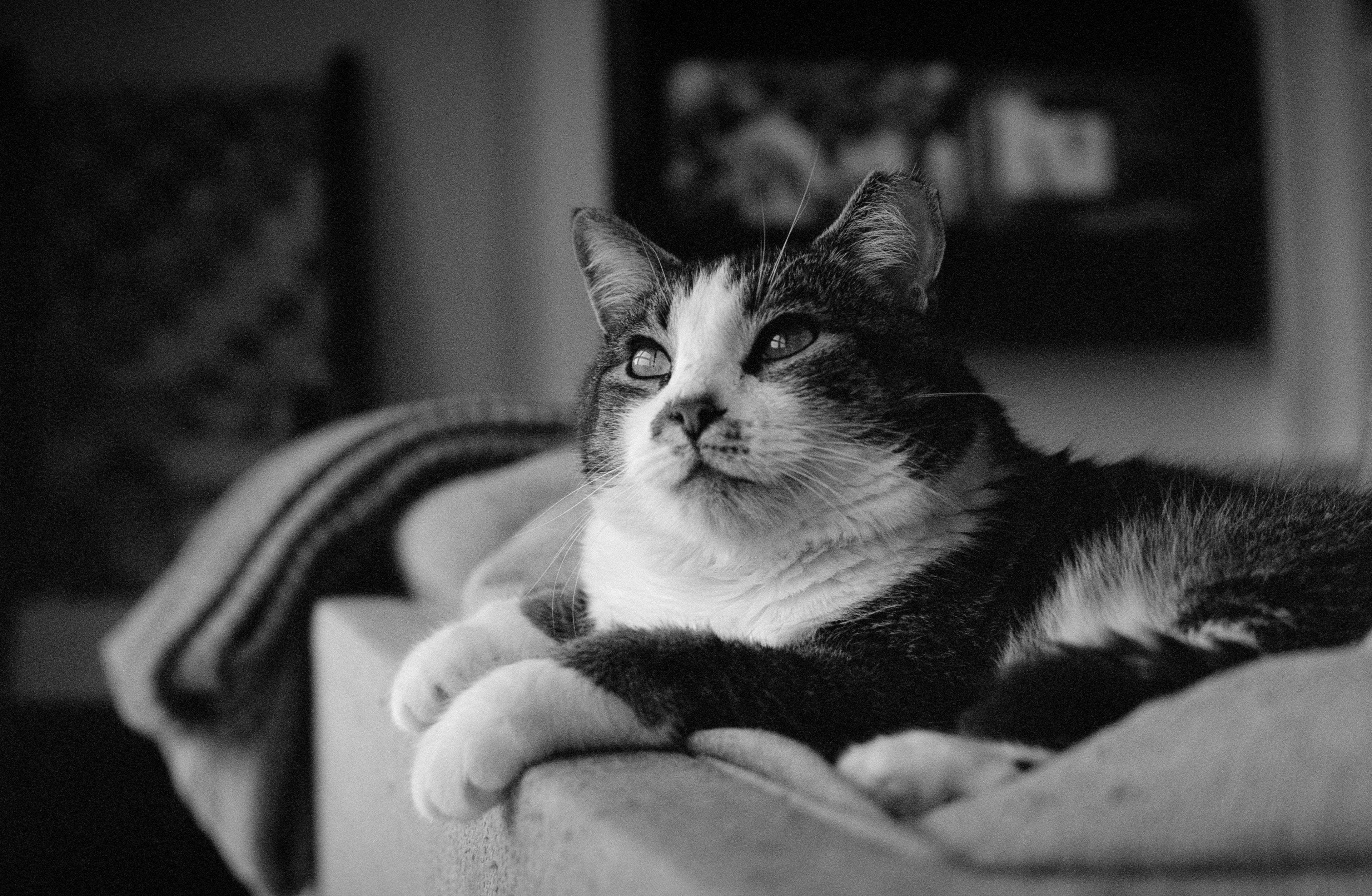Ilford XP2 Super Black and White Negative Film (35mm Roll Film, 24 Exposures)