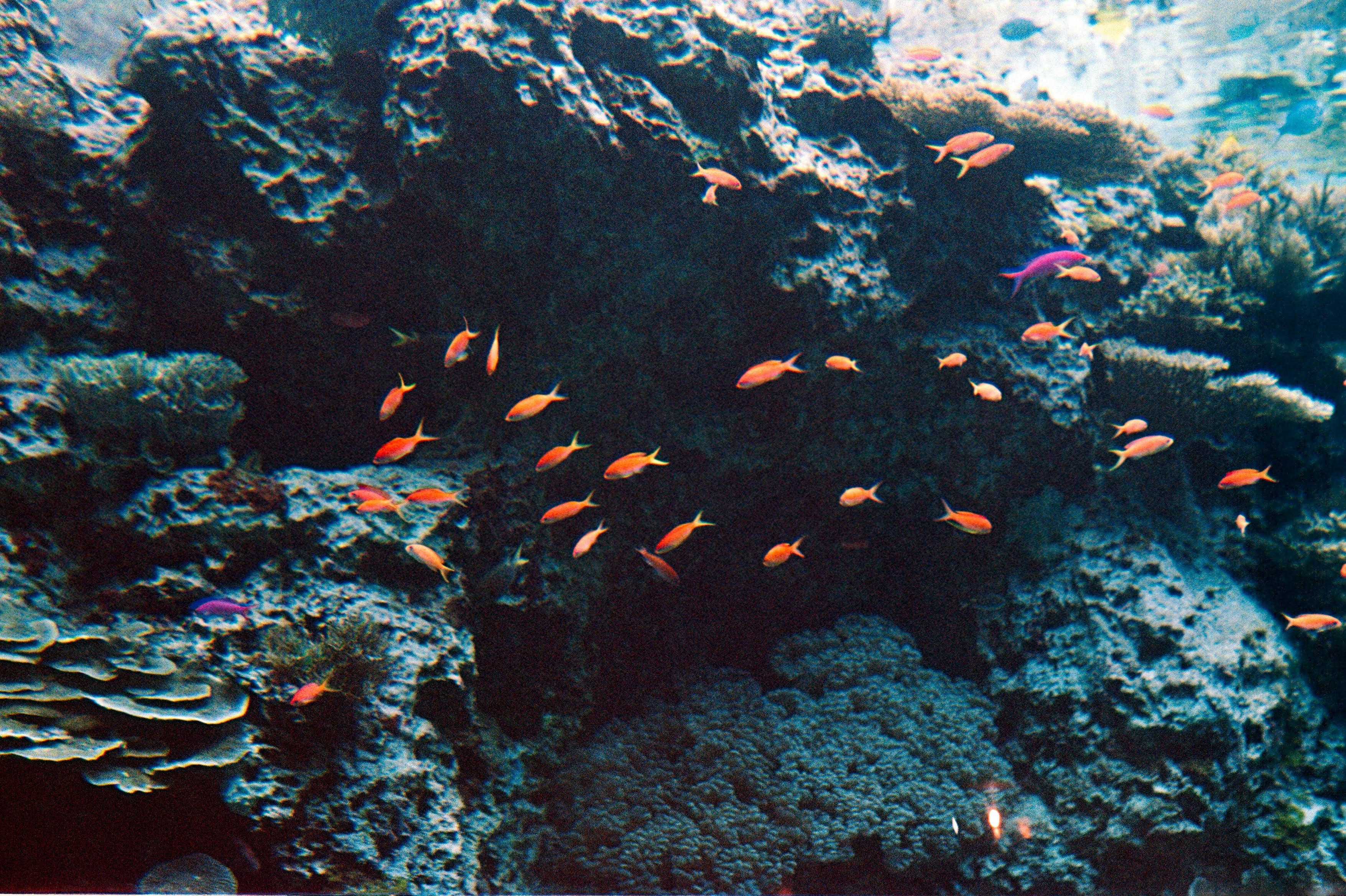 Kodak UltraMax 400 Color Negative Film (35mm Roll Film, 24 Exposures, 3-Pack)